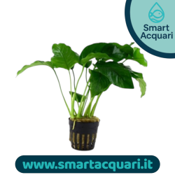 Anubias barteri